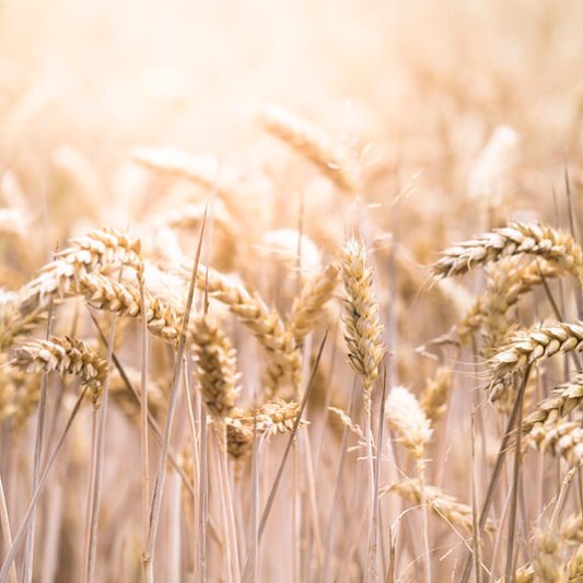 When I was growing up, the 1992 food pyramid recommended 6-11 servings of grains. Fast forward, today the bulk of caloric intake for most Americans comes from grains and we are the most overweight nation on the planet.
Historically, wheat and grains have been staples in diets around the world. But in America, we have changed the way wheat is processed. To promote a long, stable shelf life, the vitamin rich bran and wheat germ are removed, leaving the endosperm. This endosperm, completely devoid of nutrients, is higher on the glycemic index than table sugar. Add to the challenges that even if you avoid this nutritionally devoid grain, wheat is fed to majority of chickens, cows and even fish, which means you eat what they eat. And, as we are slowly beginning to fully understand, sugar, in any form, is the root of all disease. .
.
.
(Inspired by Nov 19 post @markhymannmd)
#grains #gluten #glutenfree #grainfree #healthyliving #holistichealth #nutrition #organic #glycemicindex #diabetes #obesity #cancer #heartfailure #inflammation