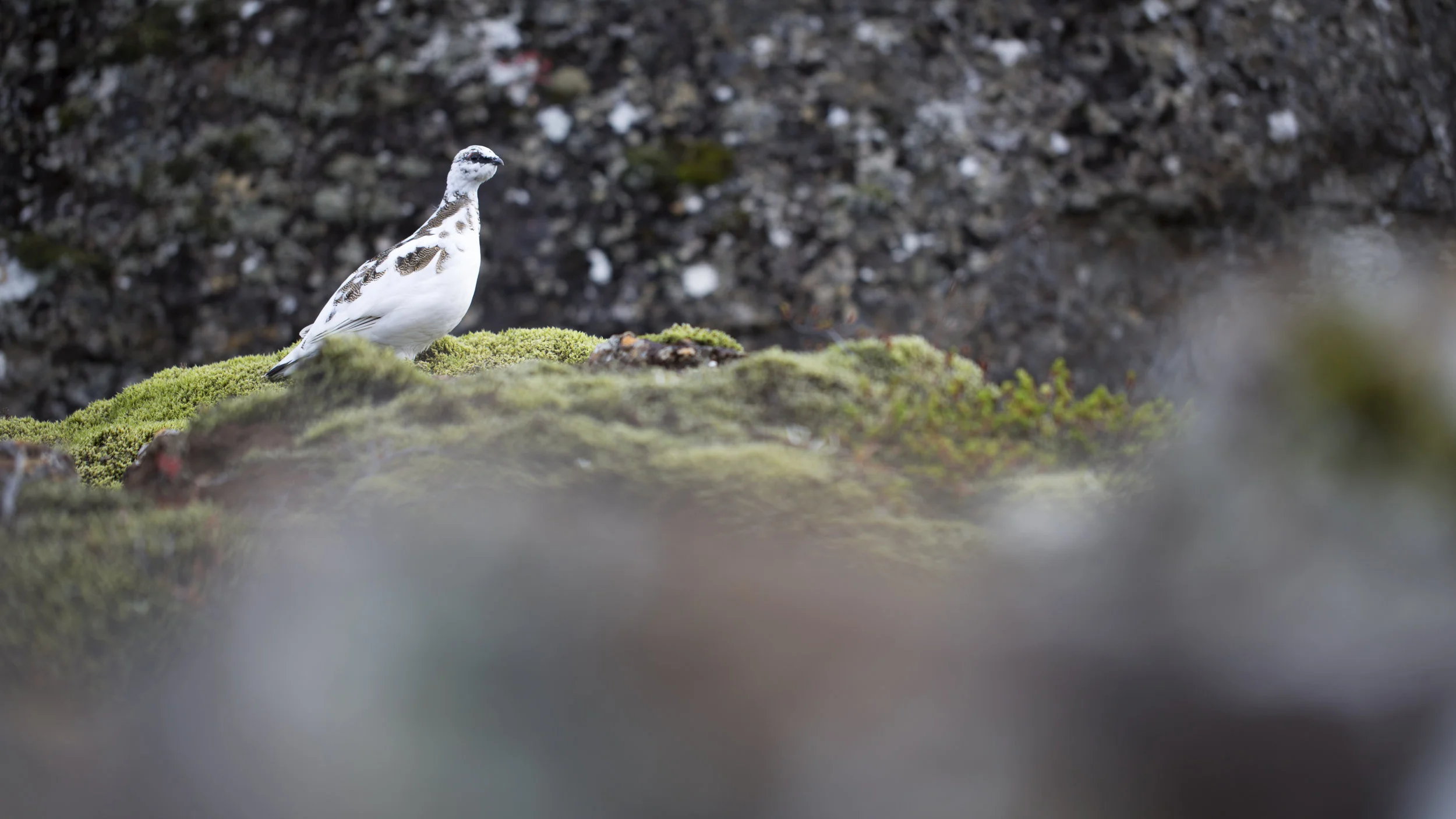 puffinlookinthing.jpg