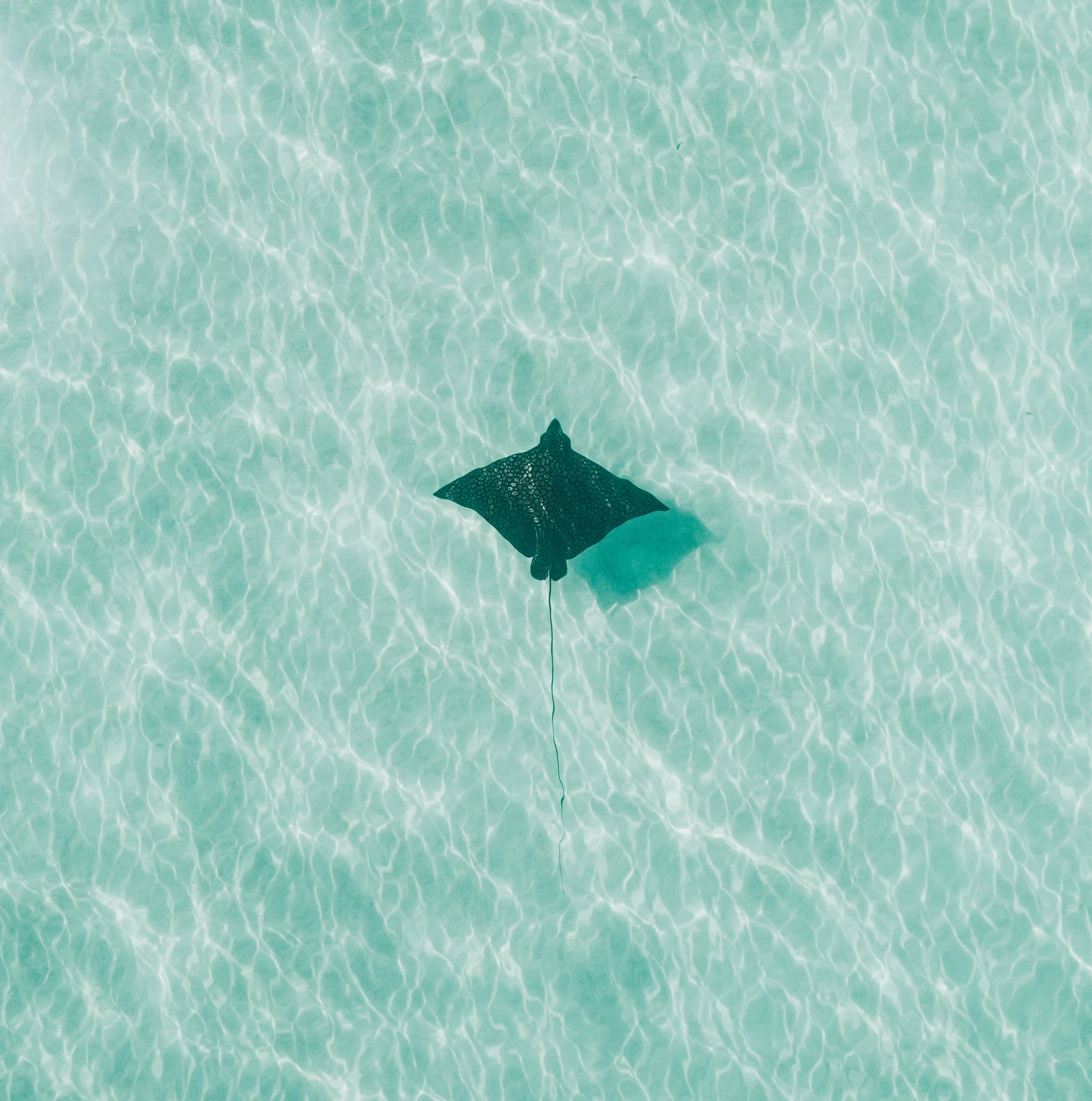 DJI_0196.jpg