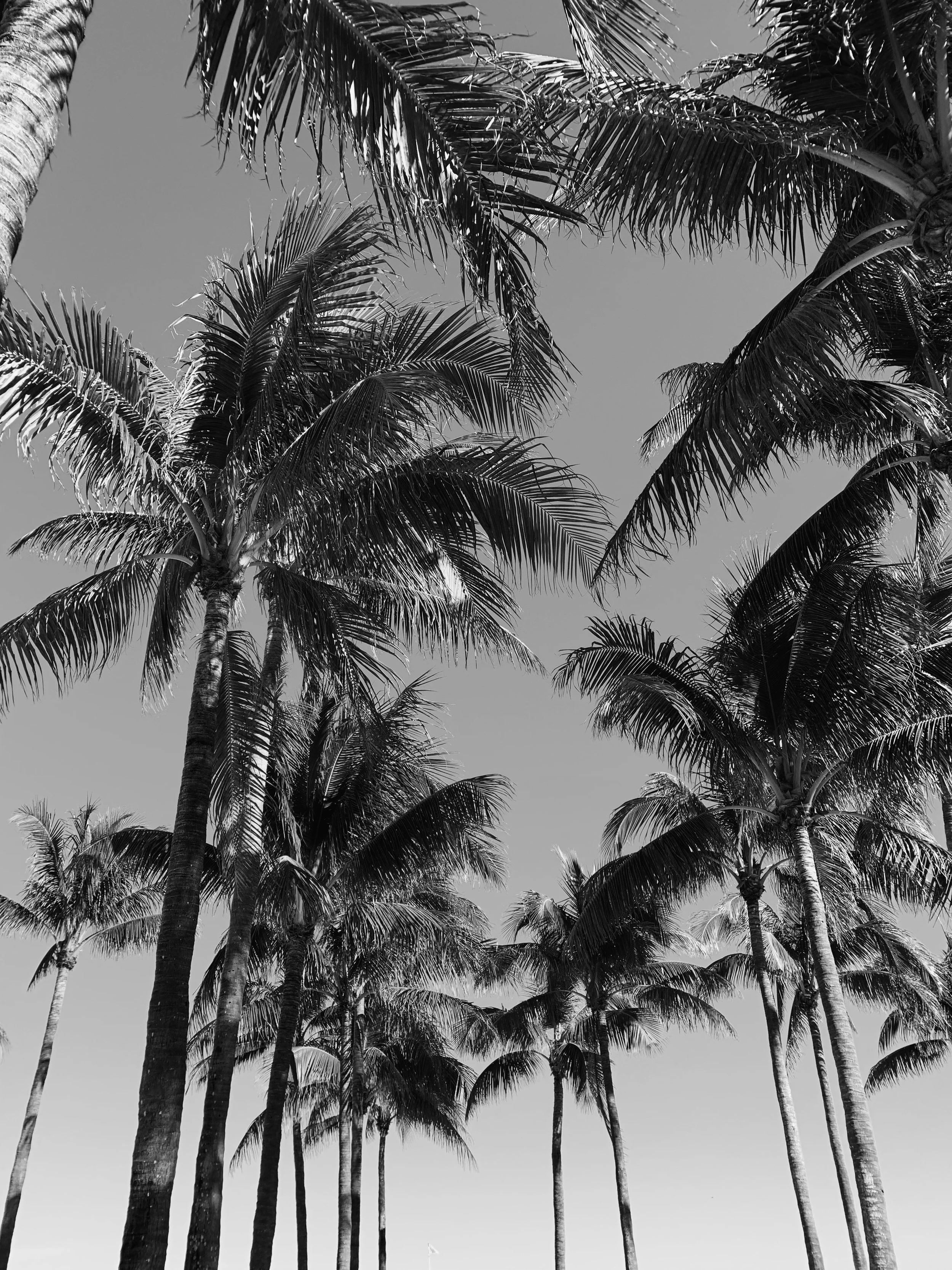 Greyscale Palm