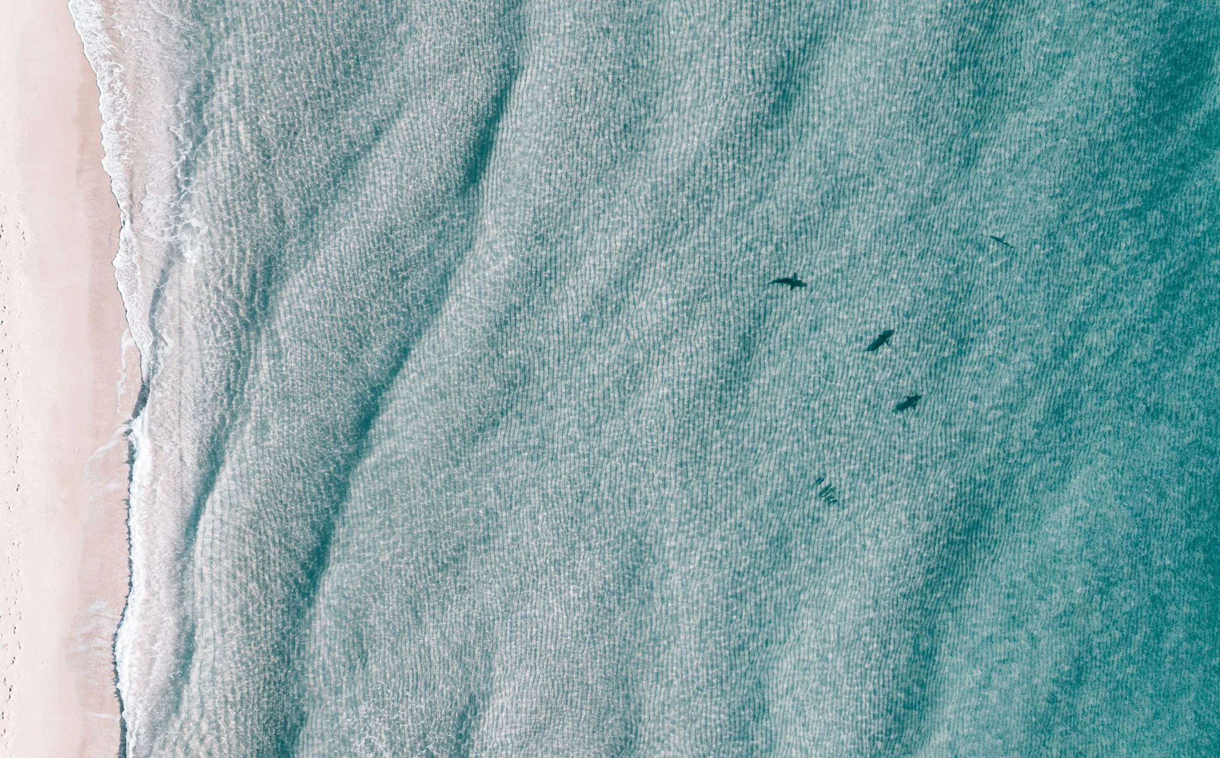 Sharks
