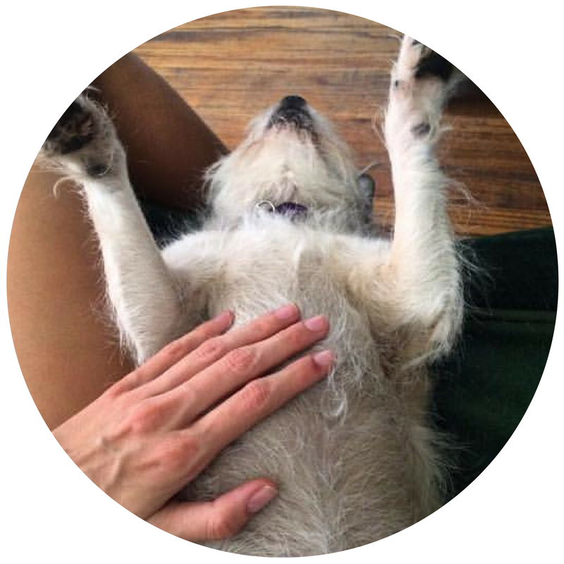 Sugar Muzzles Dog Massage