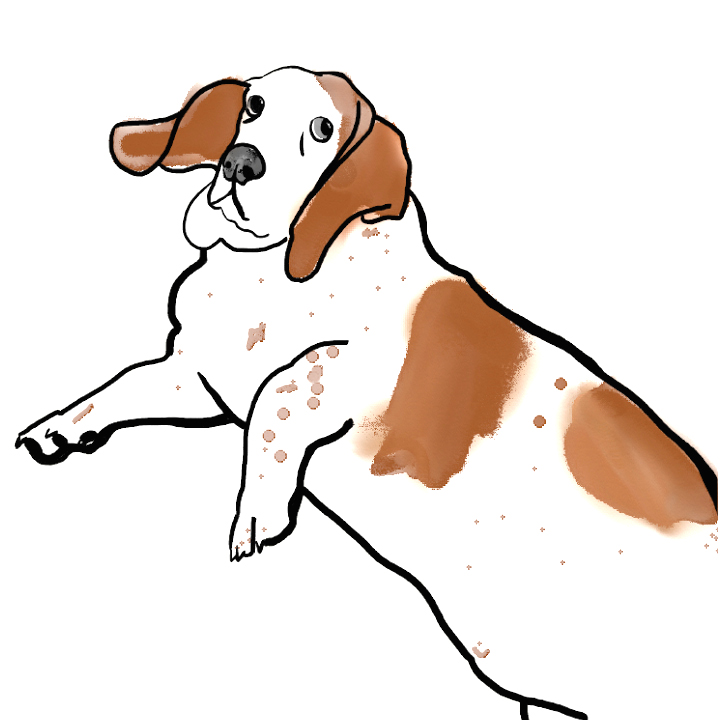 60-minute dog massage