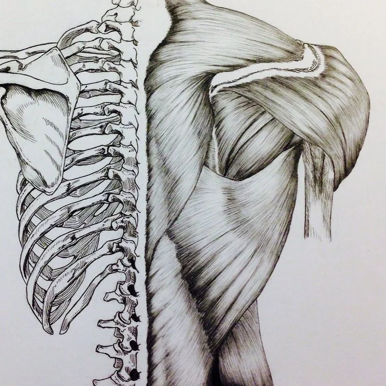 skull_to_pelvis_back_bones_muscles_by_billydoubleu-d8esj7m.jpg