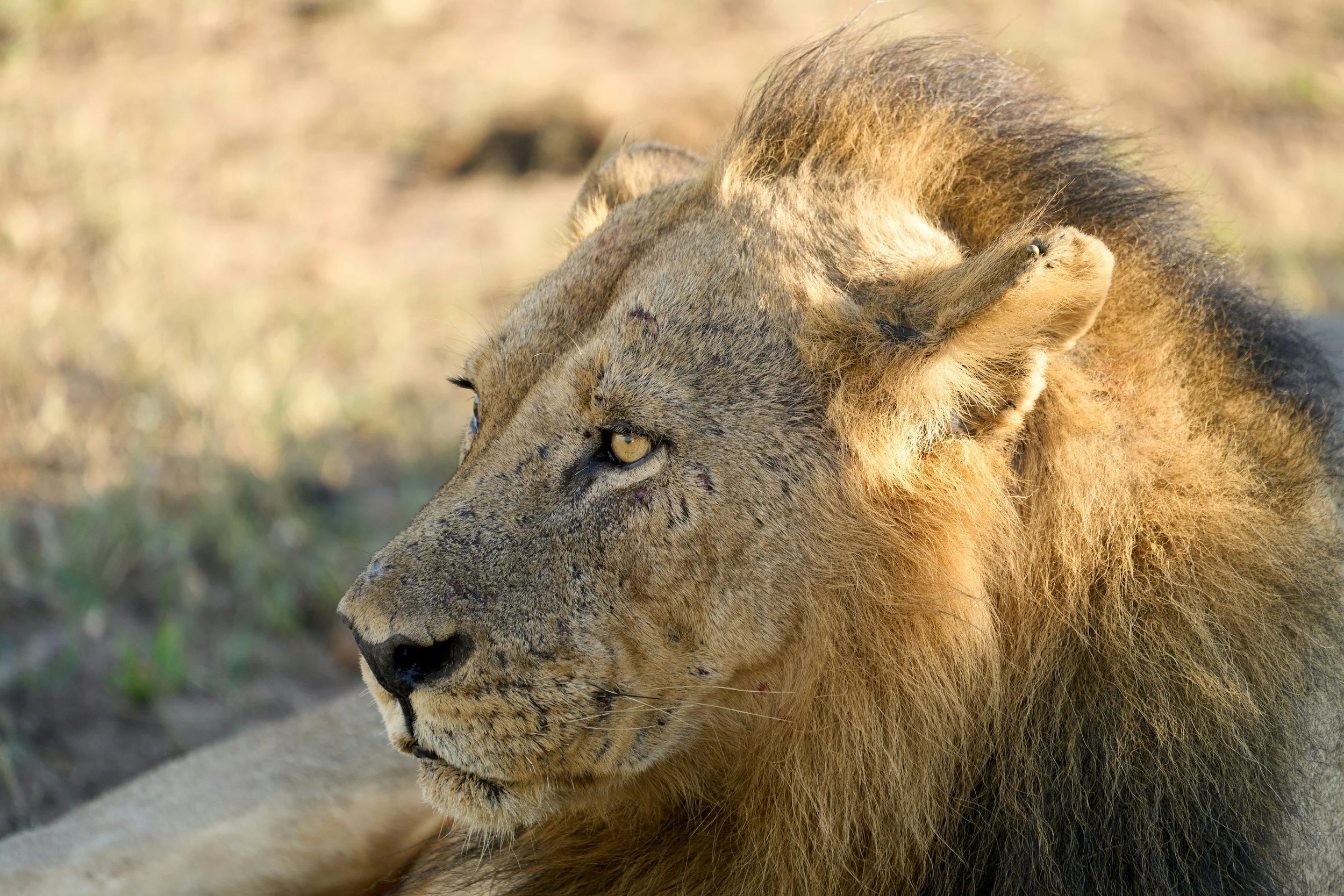 Guide to South Luangwa National Park, Zambia