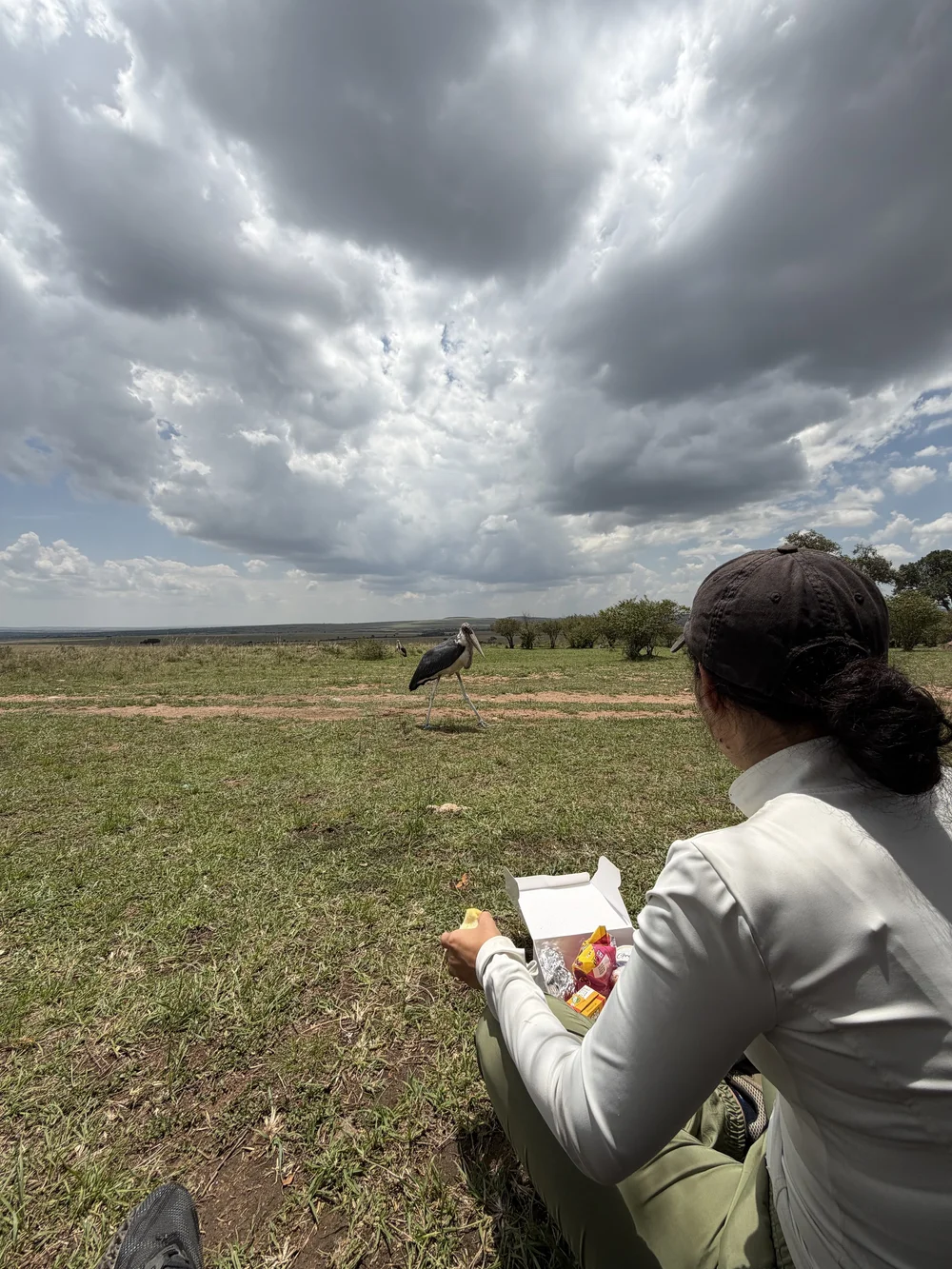  stork looking at our food 
