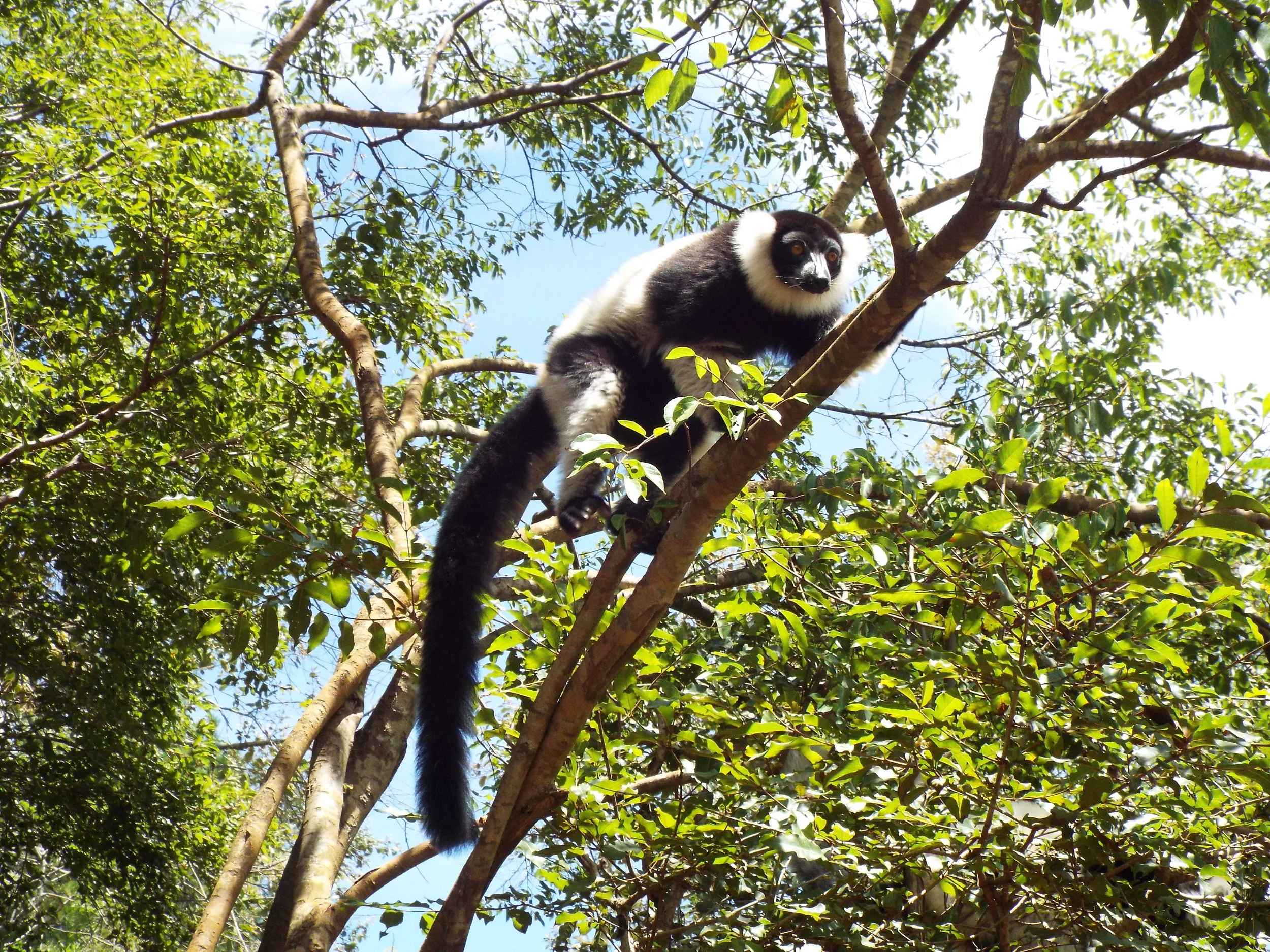 Black-and-white ruffled lemur 