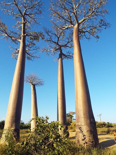 Otherworldly Baobabs