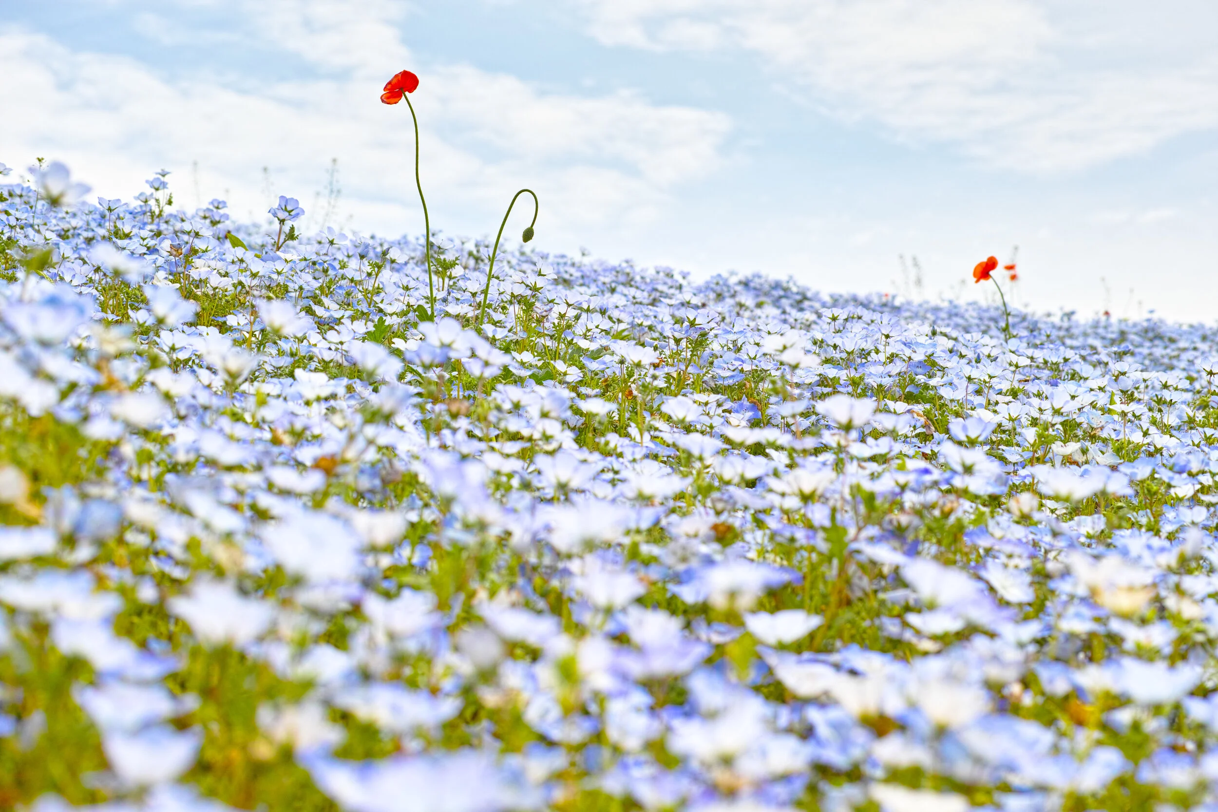 nemophila-in-japan-GY8UV28.jpg
