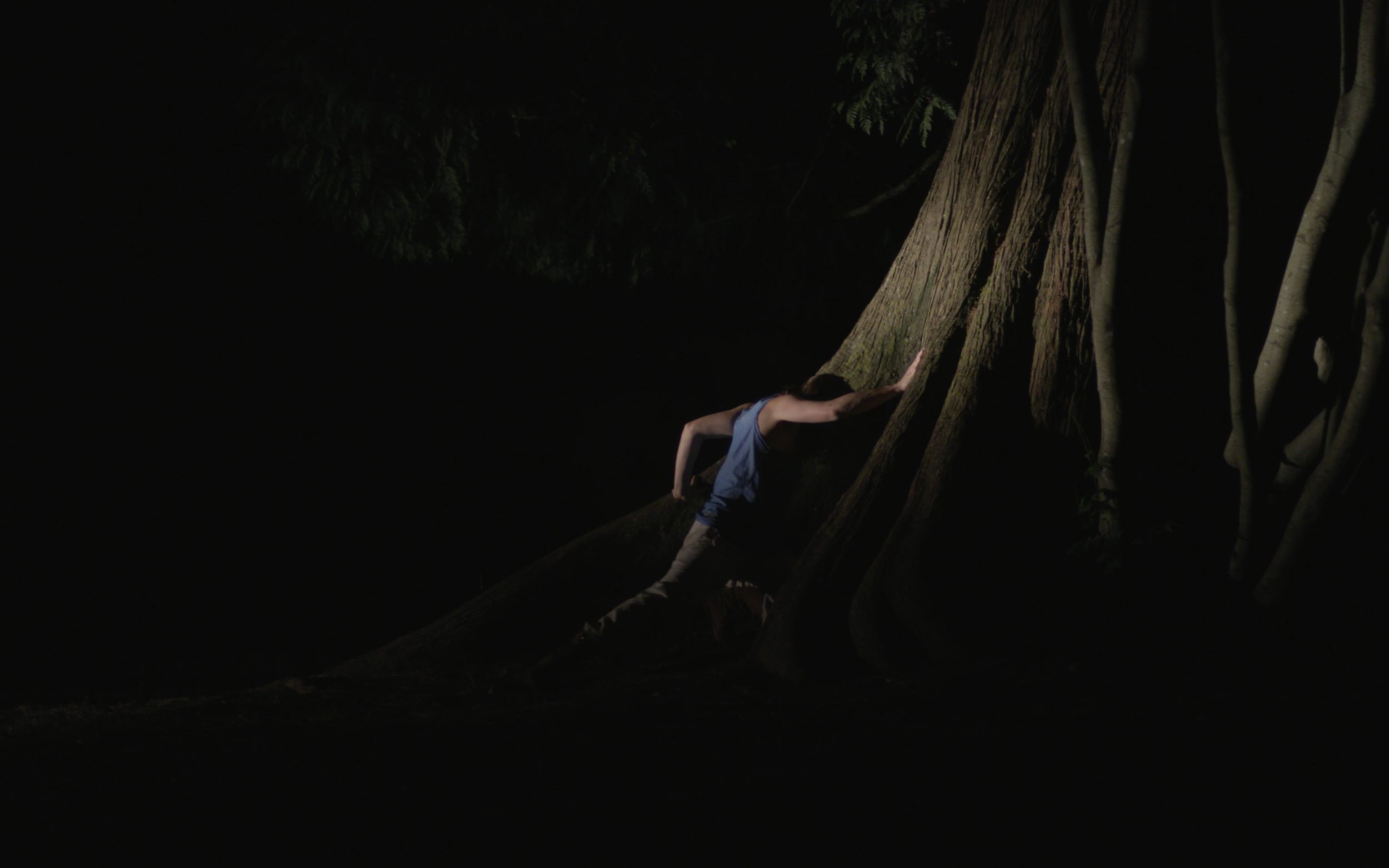   *** BecauseWeAreUsedToLiving ***  Created and performed by Olivia Shaffer, concept by Dave Biddle, cinematography by David Ehrenreich near The Hollow Tree at Stanley Park September 2017 