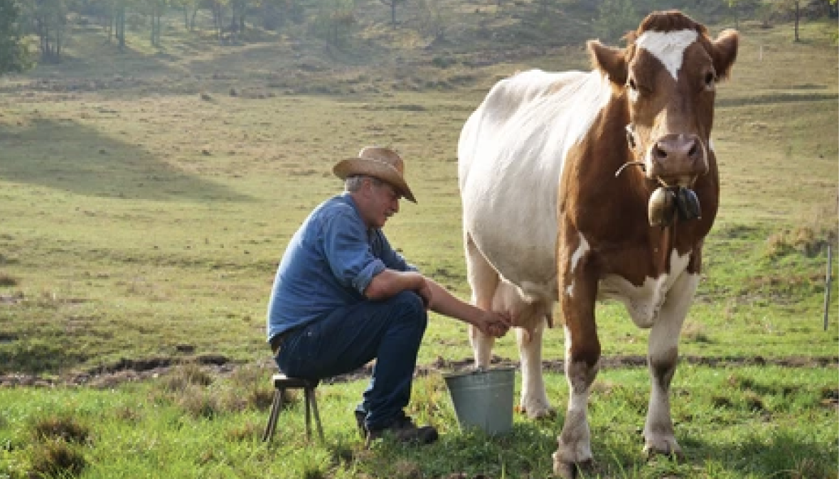 The Self Milking Cow Jesse Desjardins