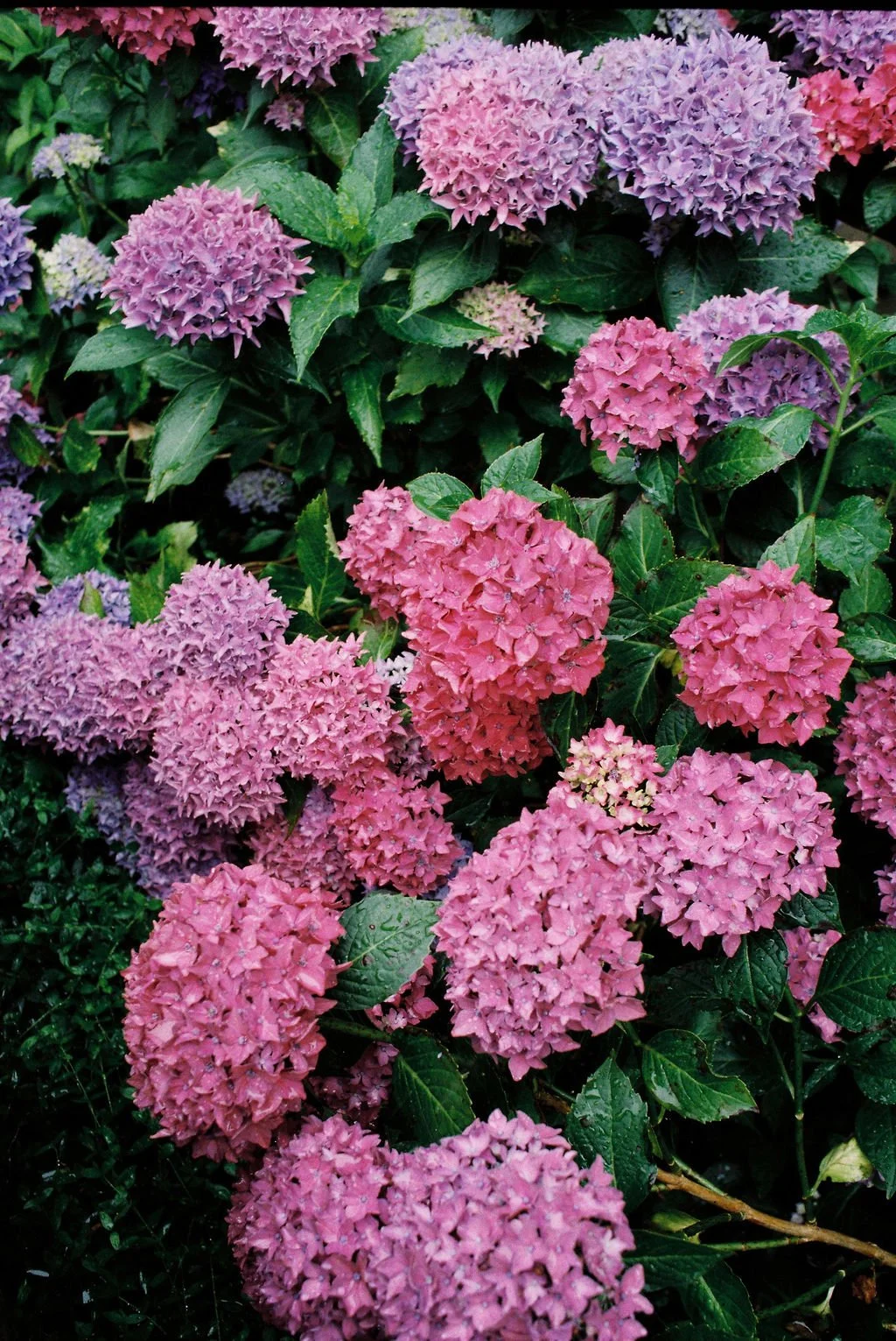 Film-19.jpg