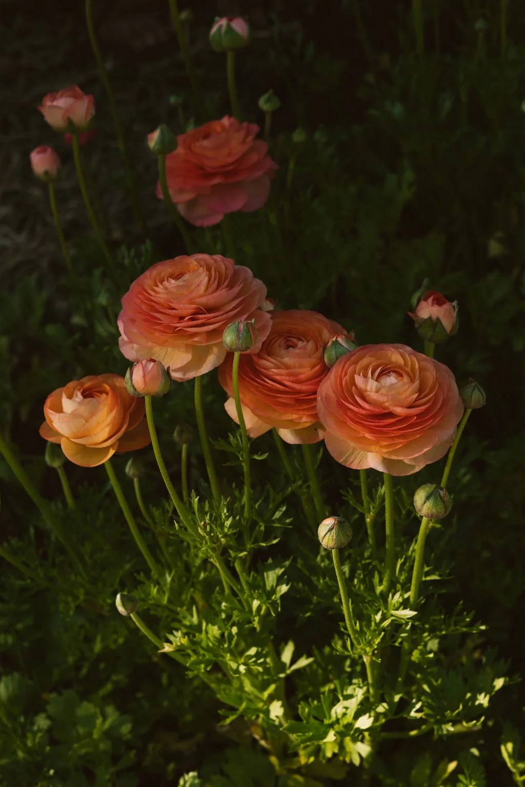LisaGarden-62.jpg