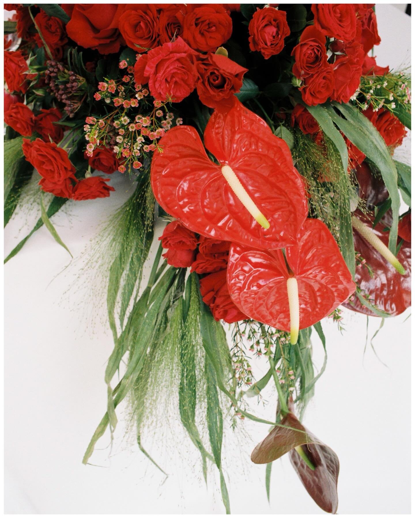 Thank you for letting me play with film alongside you @claudiatakesphotos_ 
I appreciate you more than ever. ✨