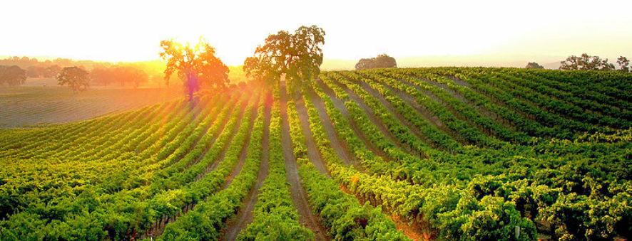 vineyard.png