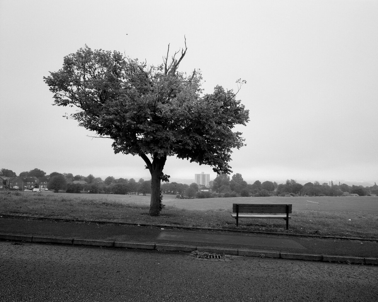 A Tree And Bench - Felling.jpg