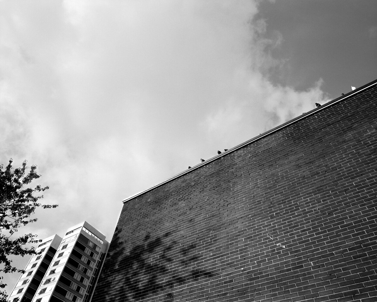 Pigeons Perched On A Roof - Fenham.jpg