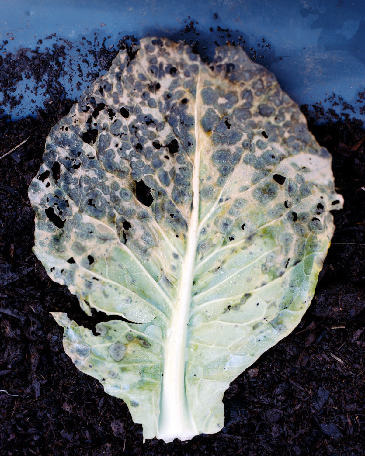 11) Cabbage Leaf - Church Side.jpg