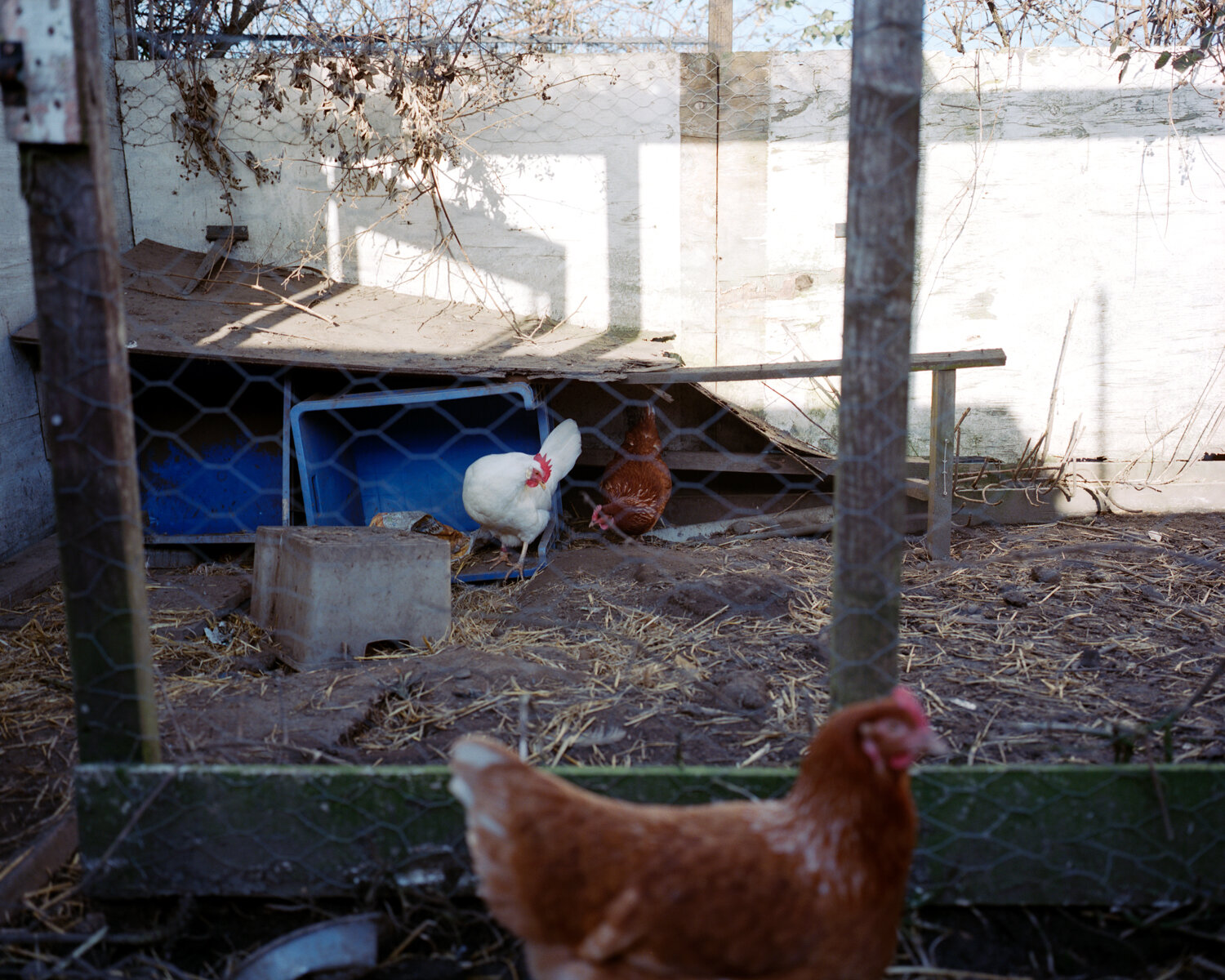 29) 3 Chickens In A Chicken Coop - Church Side.jpg