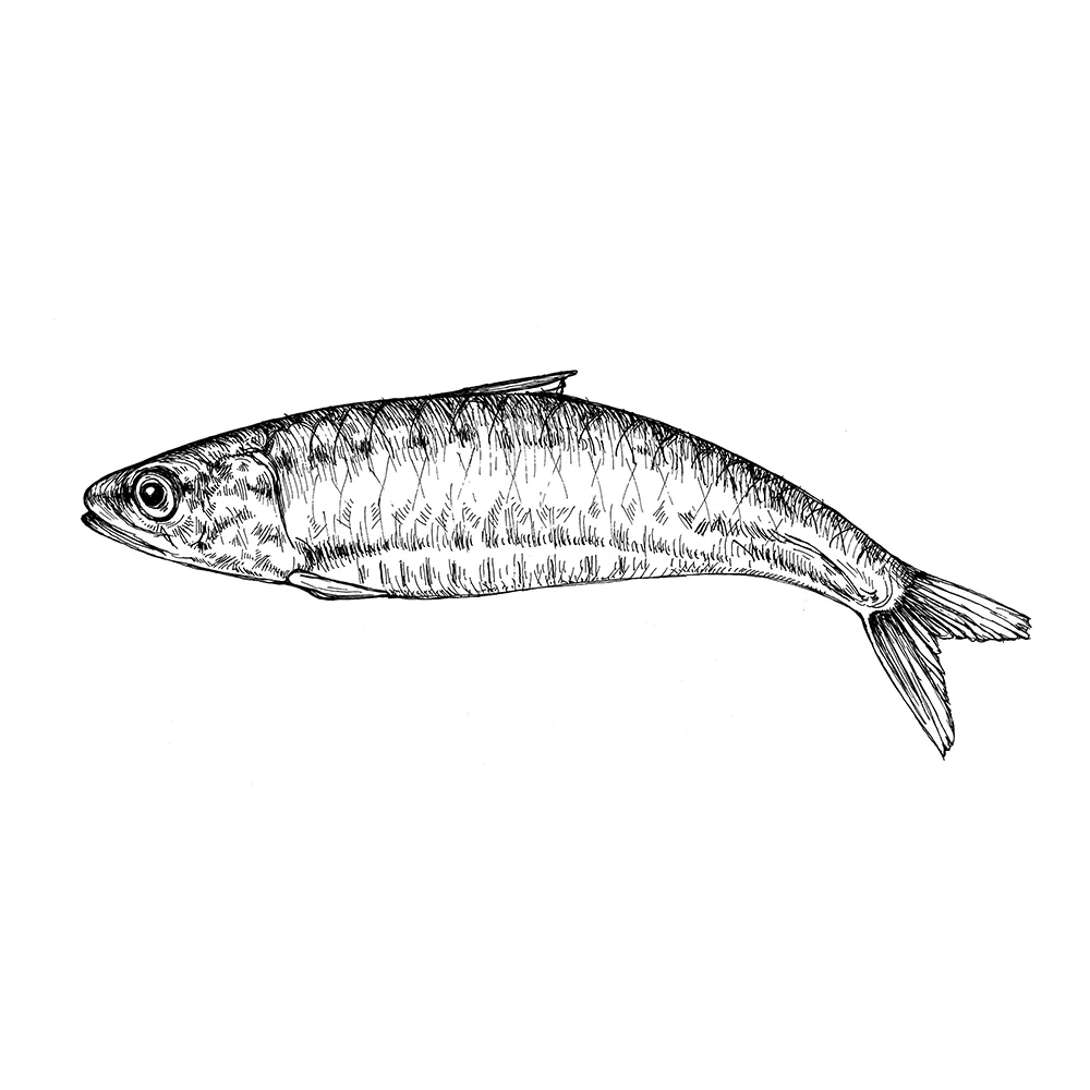 sardine_web.jpg