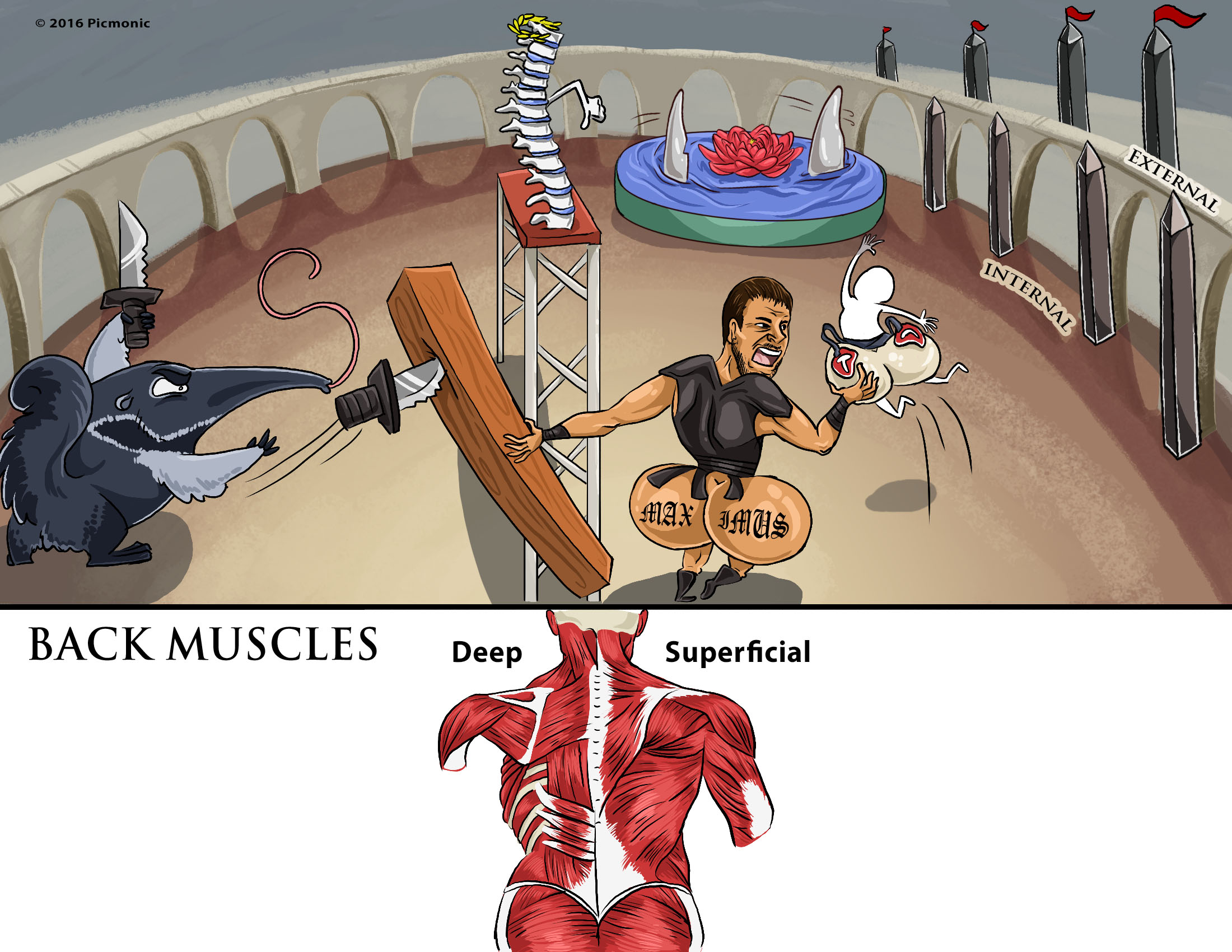 Back Muscles Picmonic