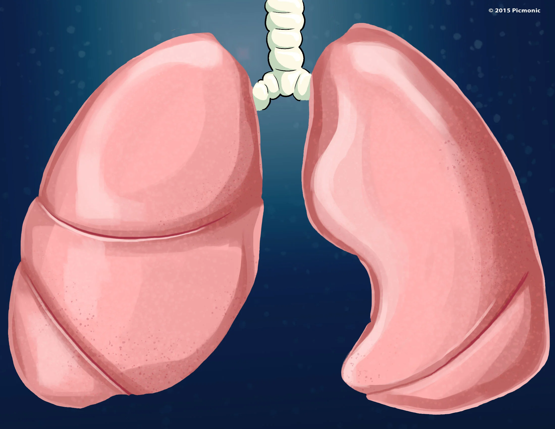 Lungs Background