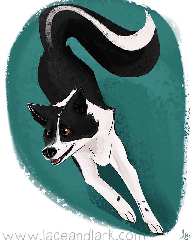 Love the direction I got for this portrait of @brackney_dogs' Skunk! Adding a more skunk looking tail and giving him an active pose was really fun! 
Get a portrait of your dog doing its favorite activity! Email me at Melanie@laceandlark.com to start 