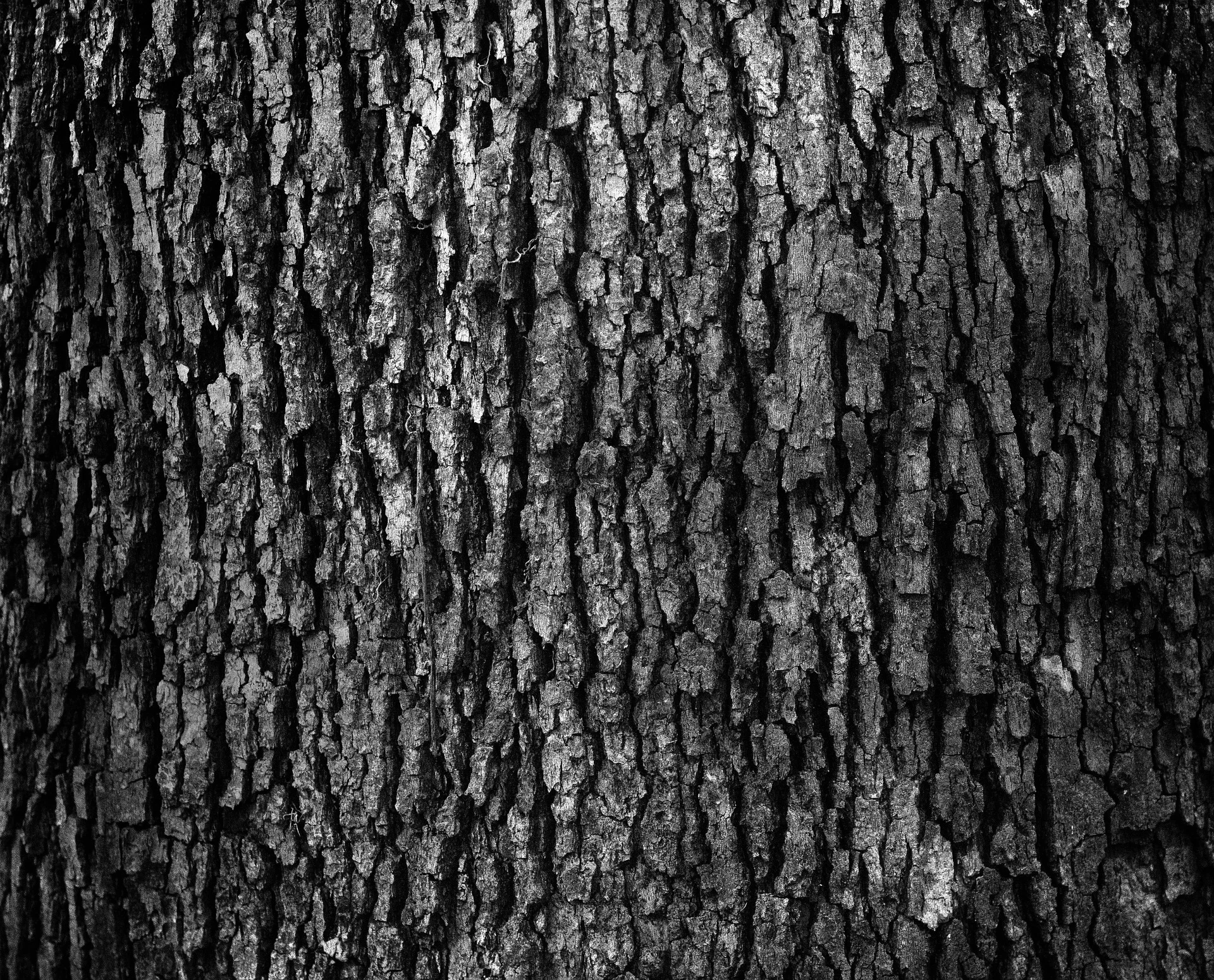 bark-918457_1920.jpg