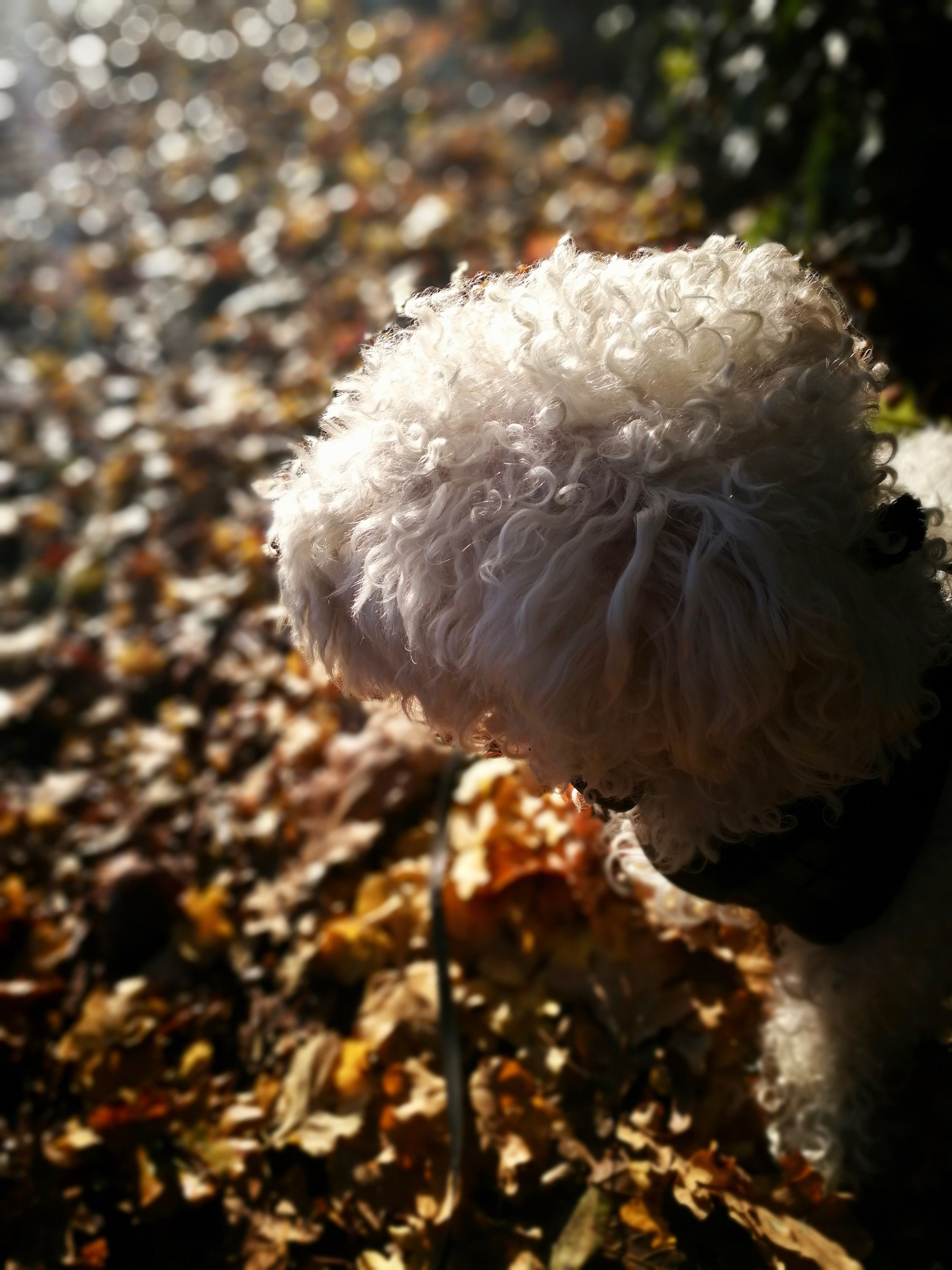 01-Morning-walk-with-Casper.jpg