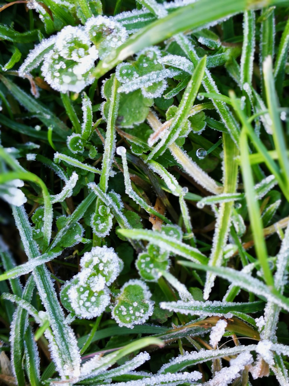 05-First-Frost-of-the-Season.jpg