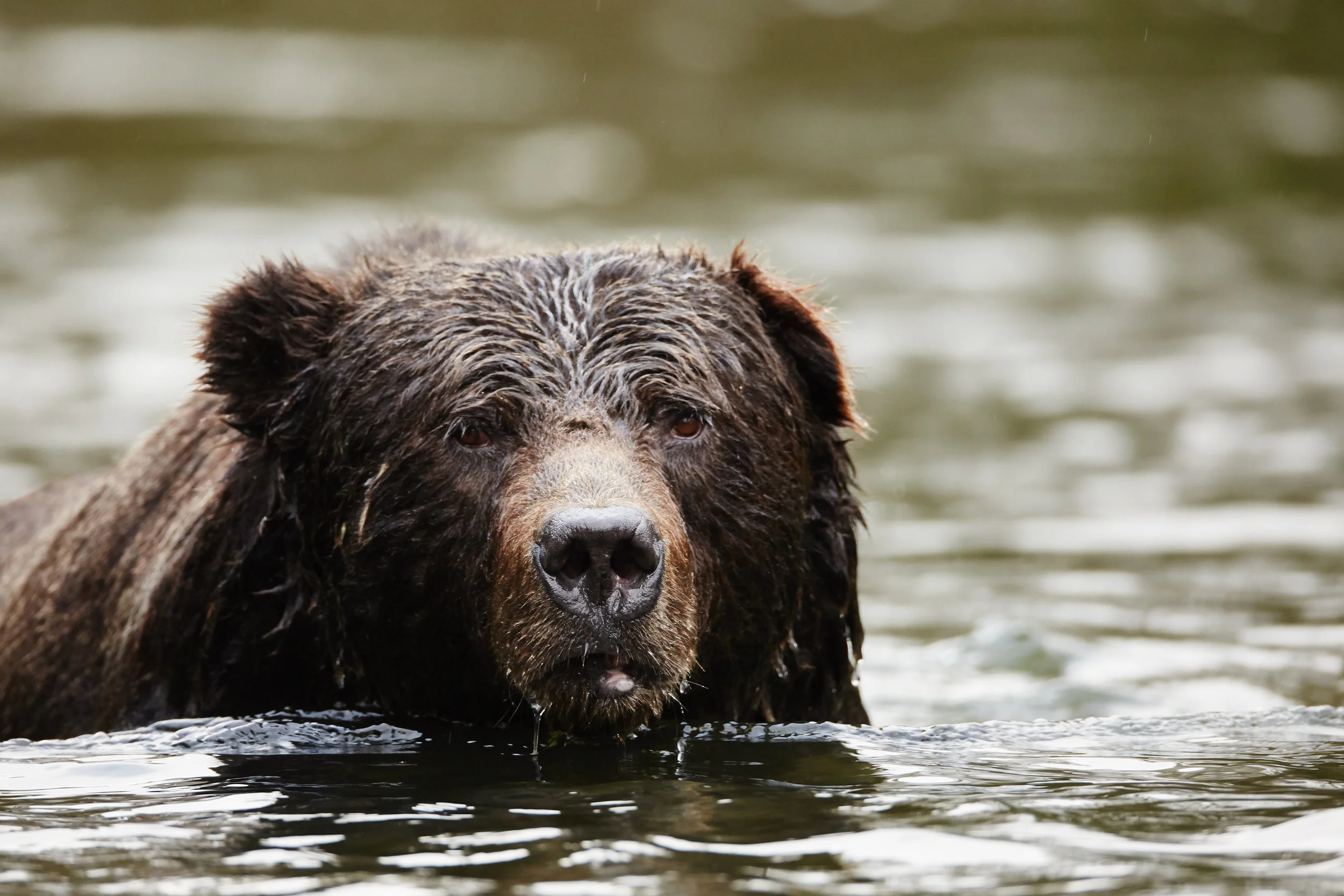 bear6.jpg