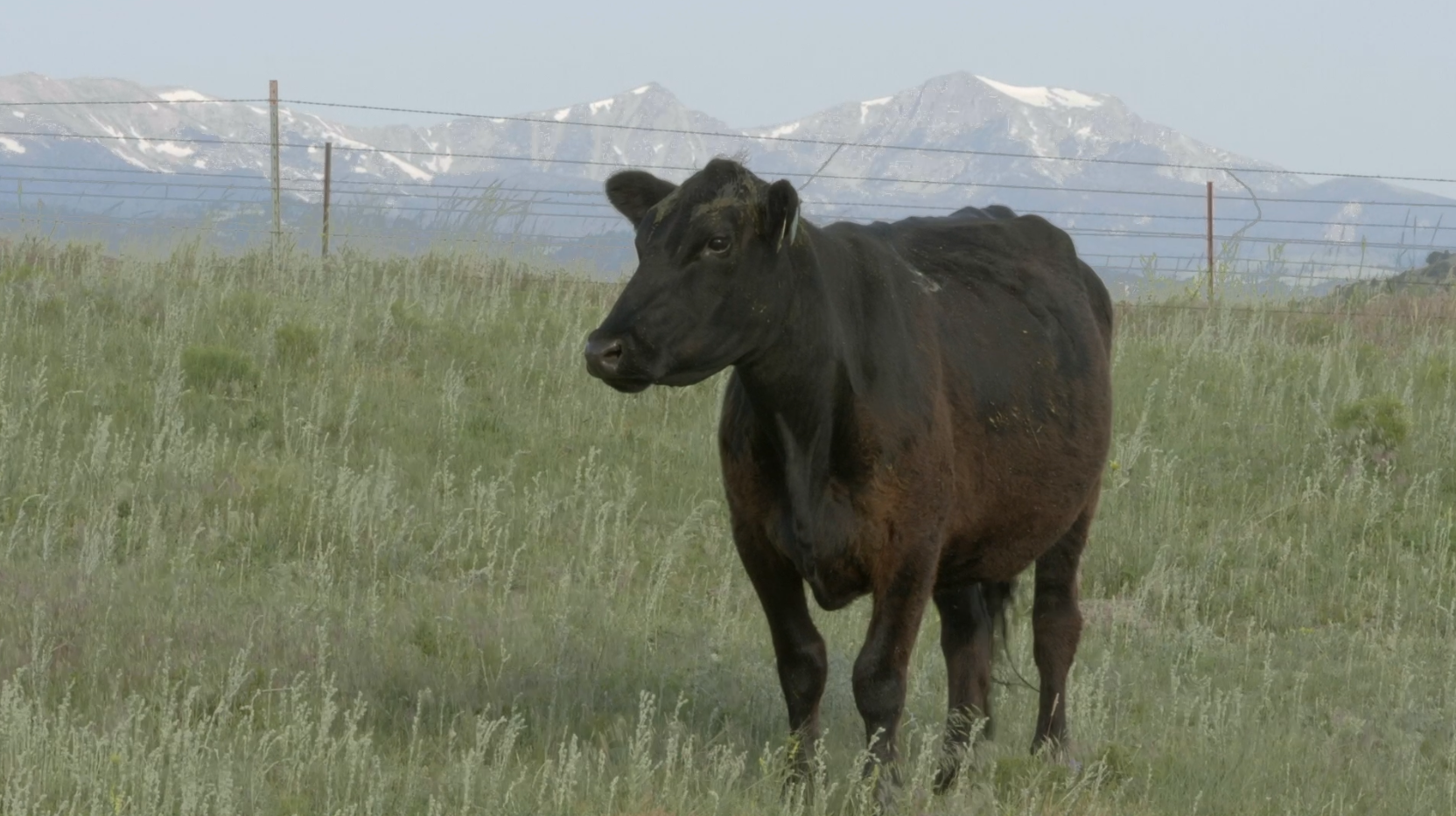 Beef