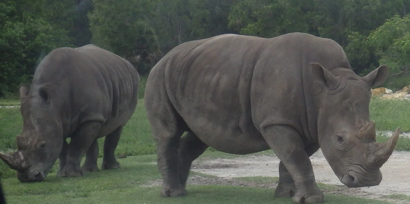 Rhinos Get the Right of Way