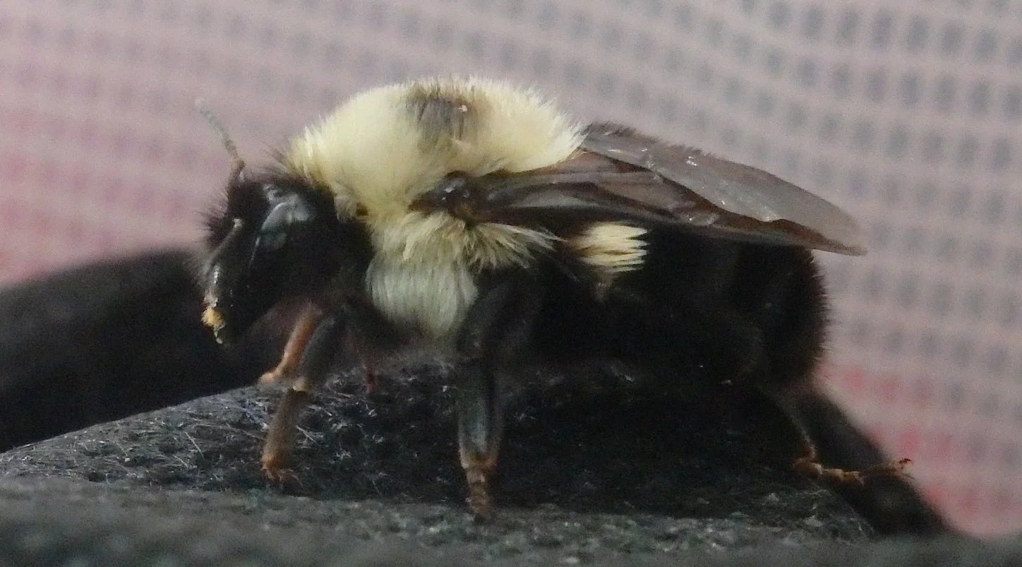 Bumble!