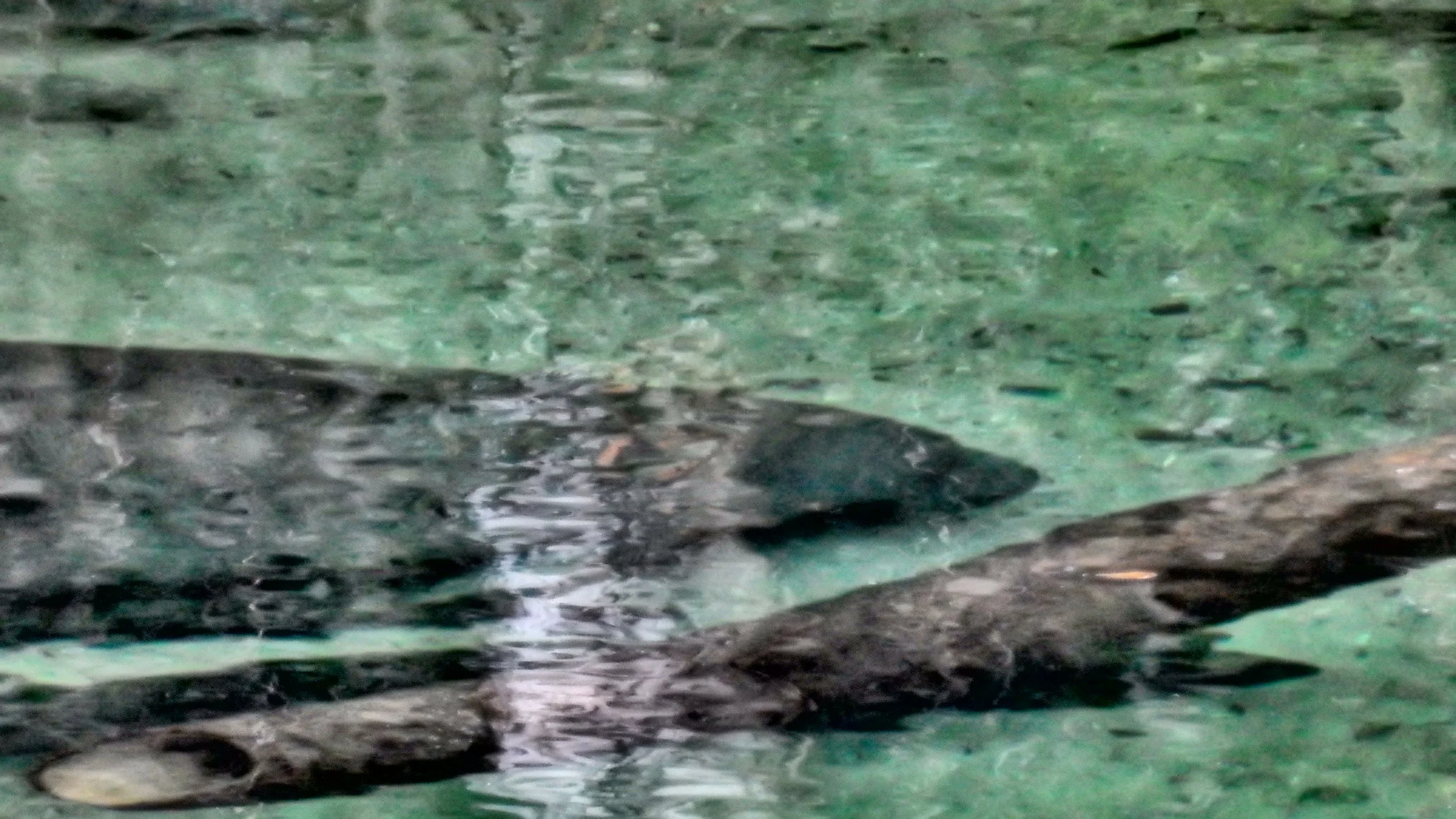 Gentle Giant Refuge at Blue Springs