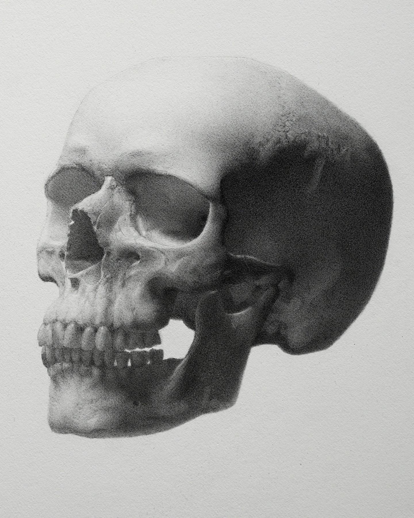 Study of A Skull