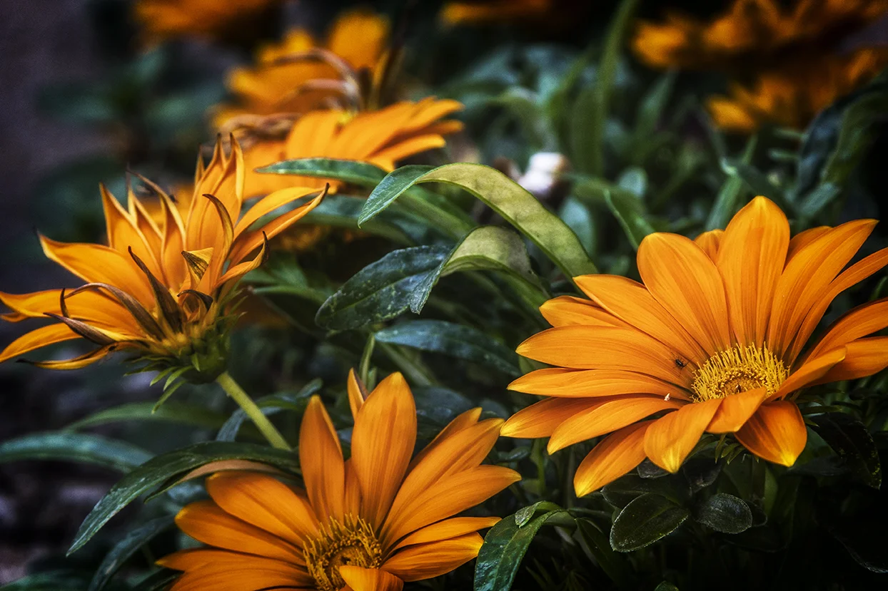 OrangeFlowers.jpg