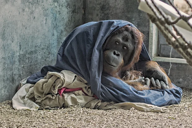 Zoo_Monkey_small.jpg