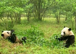 panda-1347184__180.jpg
