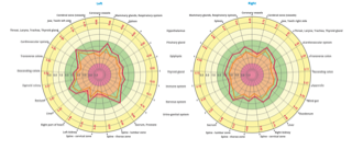 L & R Hemispheres.png