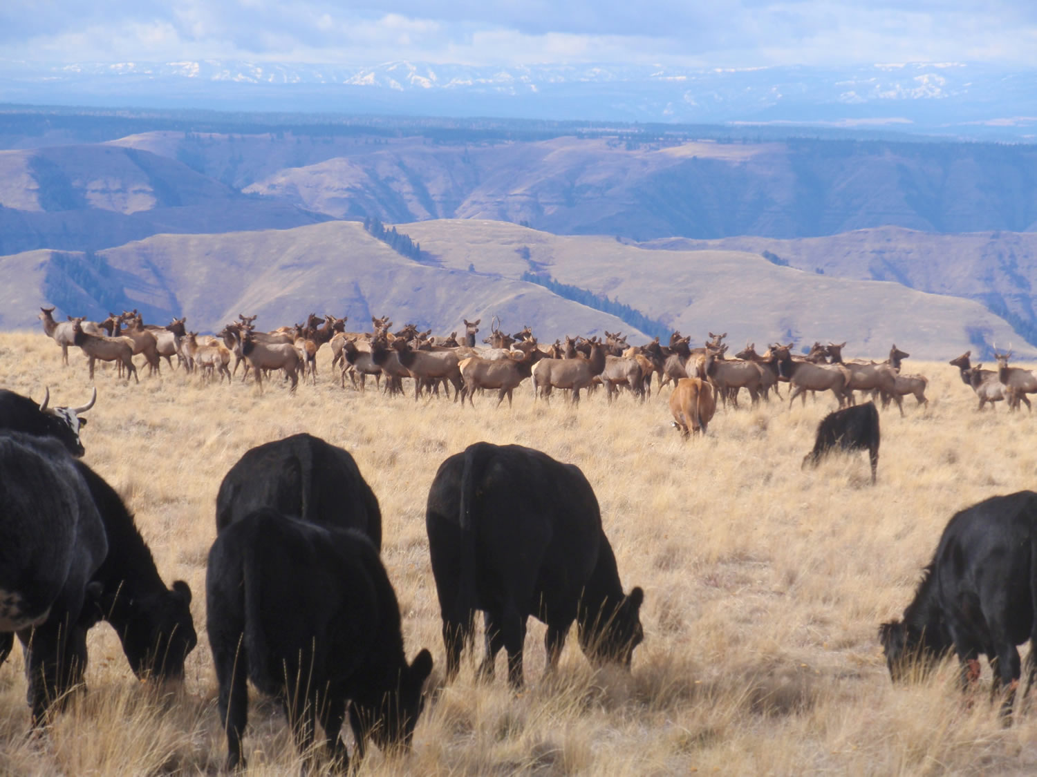 mountain-beef-grass-fed-beef-elk.JPG