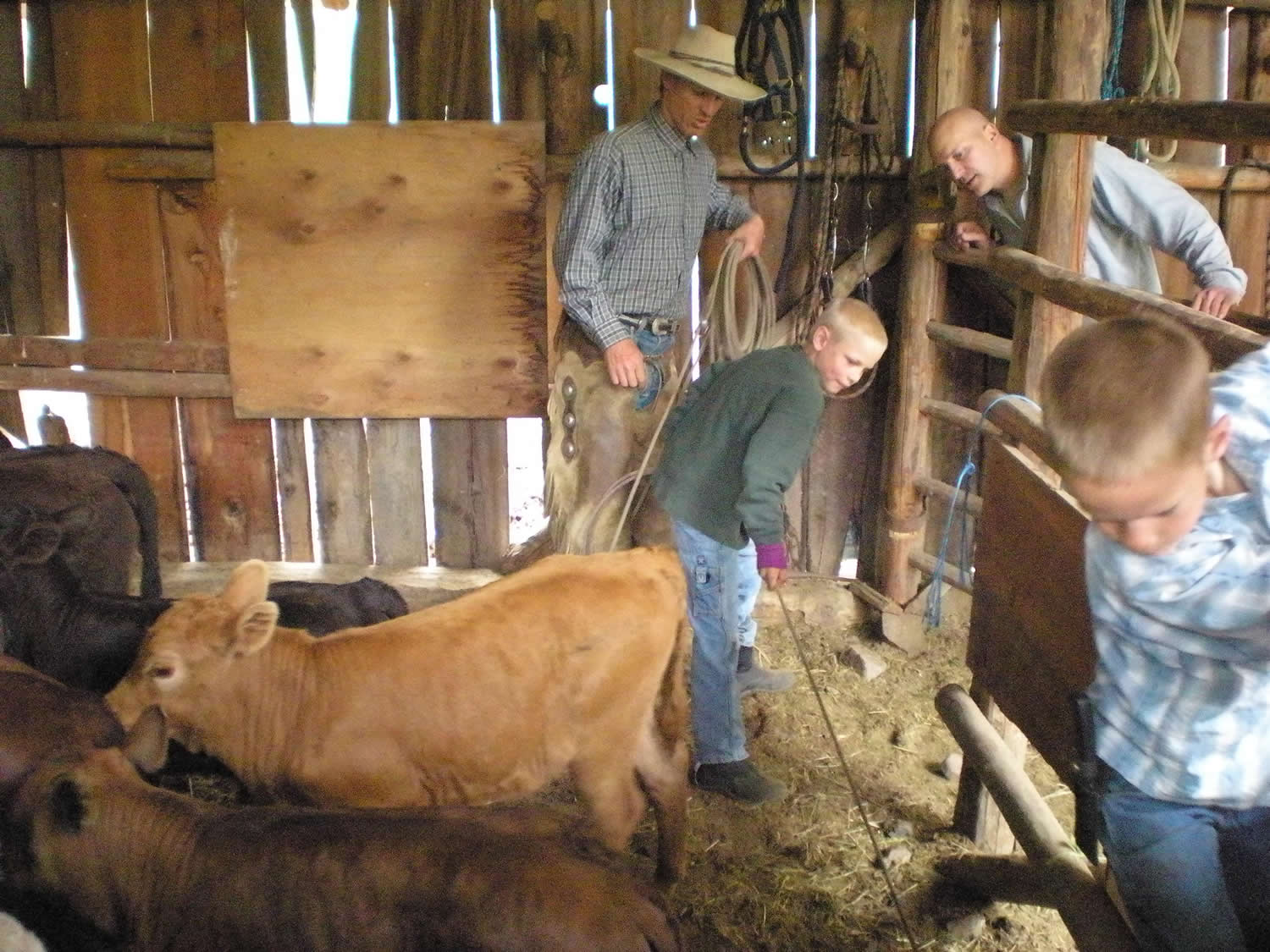 mountain-beef-grass-fed-beef-branding2.JPG