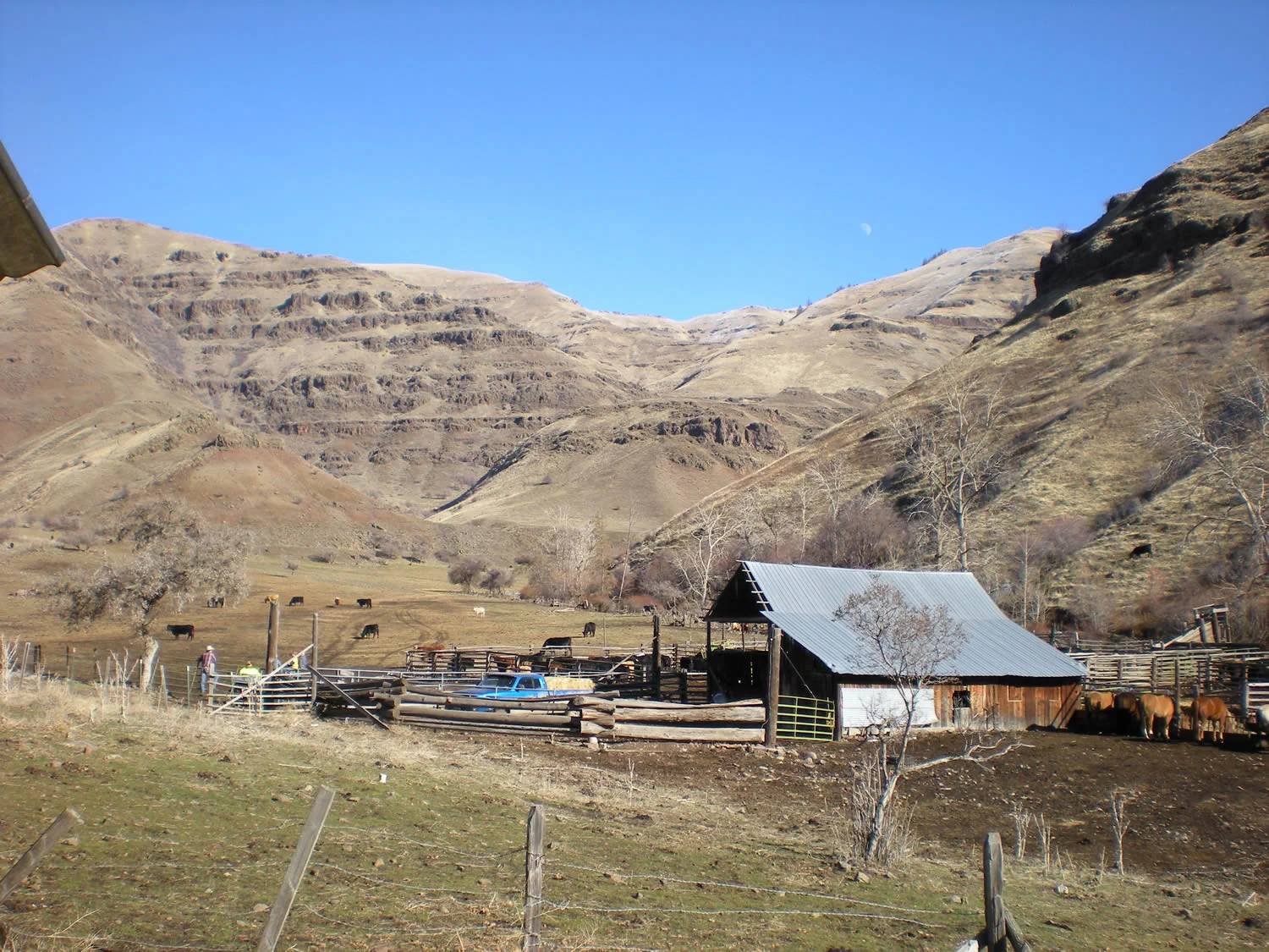 grass-fed-beef-winter485.jpg