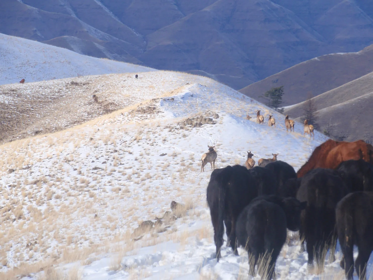 grass-fed-beef-winterP1020260.jpg