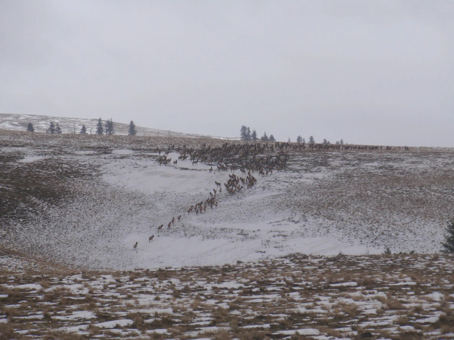 grass-fed-beef-winterP1210283.jpg