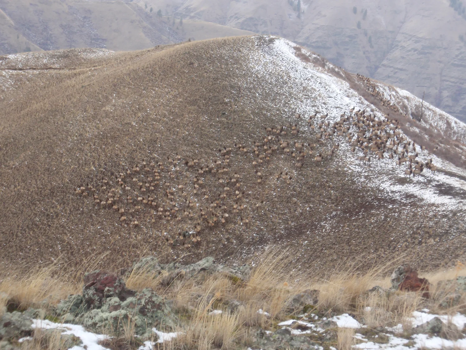 grass-fed-beef-winterP1210287.jpg