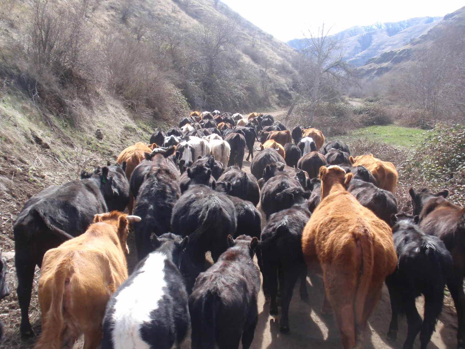 grass-fed-beef-winterP3150323.jpg