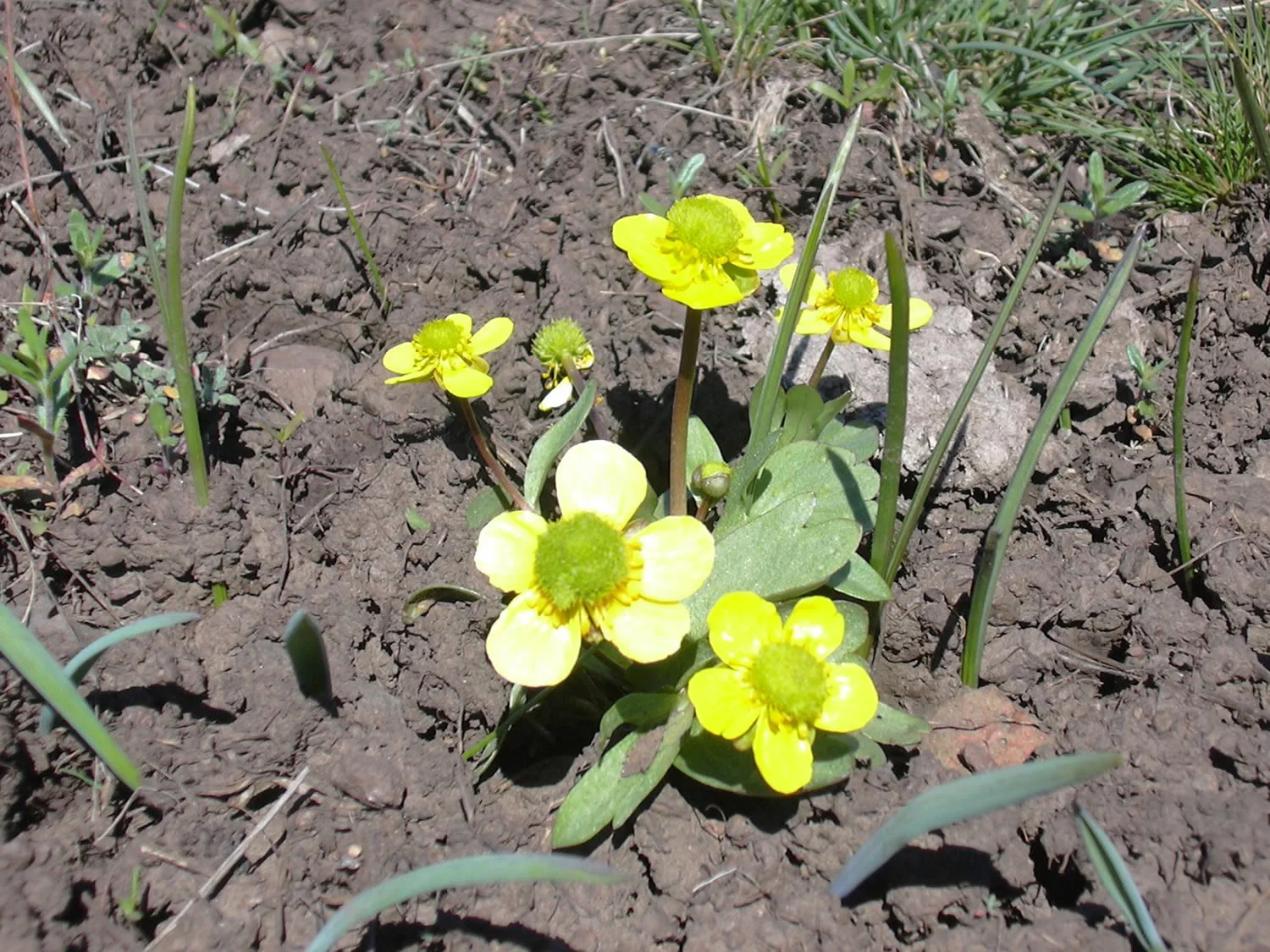 grass-fed-beef-springDSCN0092.jpg