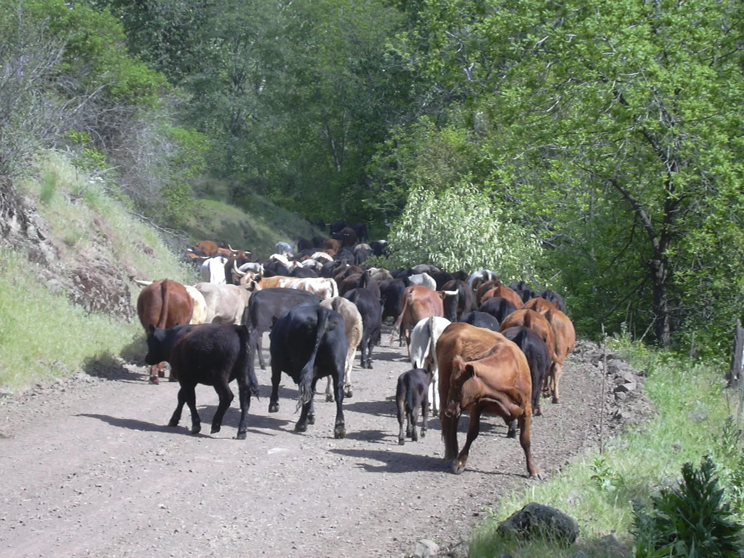 grass-fed-beef-springDSCN0108.jpg