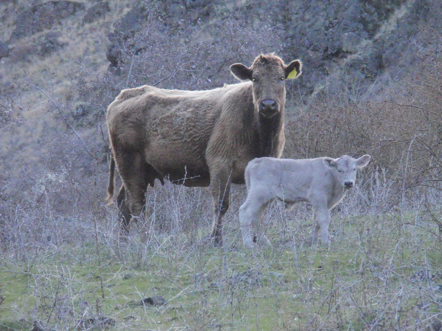 grass-fed-beef-springP3180381.jpg